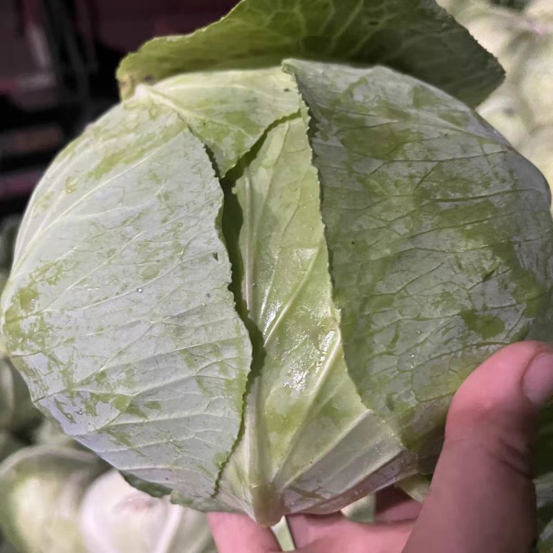 京丰一号扁包菜有货
