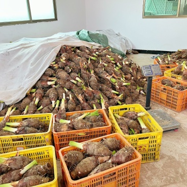 广东乐昌炮弹芋头大量出货2斤至5斤价格实惠大量批发