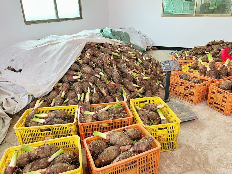 广东乐昌炮弹芋头大量出货2斤至5斤价格实惠大量批发