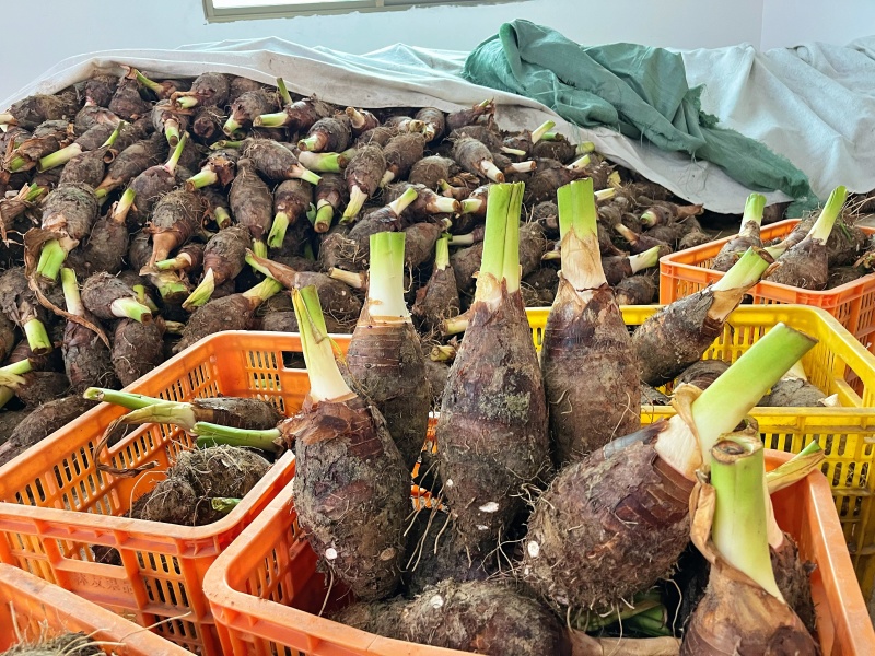 广东乐昌炮弹芋头大量出货2斤至5斤价格实惠大量批发