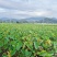 广东乐昌炮弹芋头大量出货2斤至5斤价格实惠大量批发