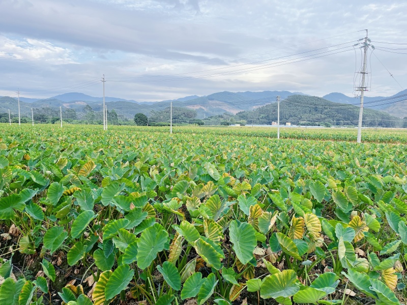 广东乐昌炮弹芋头大量出货2斤至5斤价格实惠大量批发