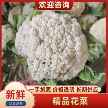 花菜松花菜散花安徽砀山松花菜产地直供货源充足