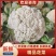 花菜松花菜散花安徽砀山松花菜产地直供货源充足