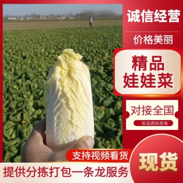 精品娃娃菜，新鲜上市，可视频看货，来电沟通