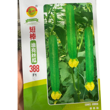 短棒油亮丝瓜种子白籽绿皮杂交早熟抗病肉质好