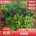 2年生沃柑苗沃柑杯苗种植基地直发成活率高技术指导欢迎咨询