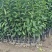 2年生沃柑苗沃柑杯苗种植基地直发成活率高技术指导欢迎咨询