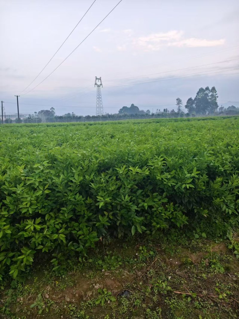 2年生沃柑苗沃柑杯苗种植基地直发成活率高技术指导欢迎咨询