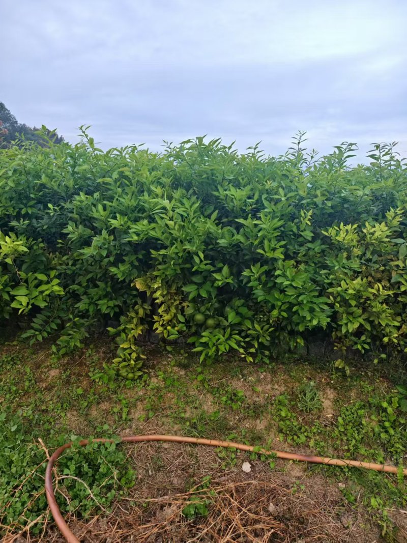 2年生沃柑苗沃柑杯苗种植基地直发成活率高技术指导欢迎咨询