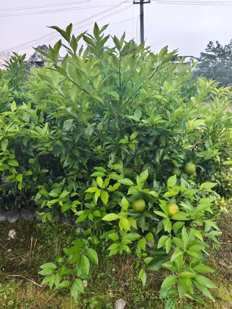 2年生沃柑苗沃柑杯苗种植基地直发成活率高技术指导欢迎咨询