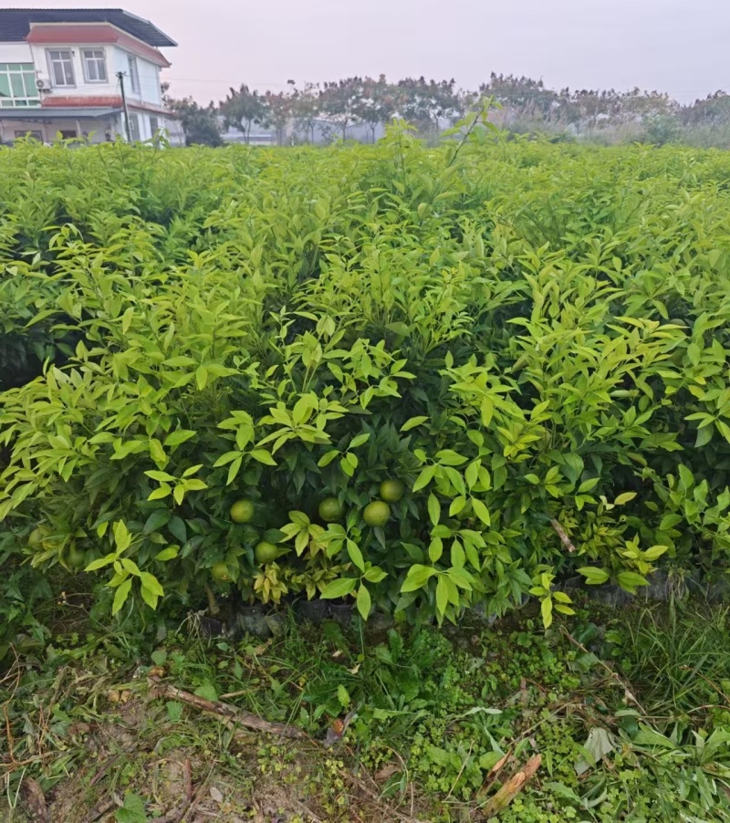 【推荐】优质有籽沃柑苗沃柑杯苗产地大量供应直发，欢迎致电合作