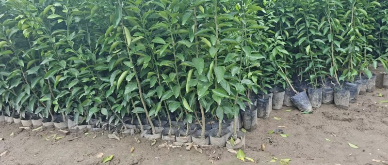 【推荐】优质有籽沃柑苗沃柑杯苗产地大量供应直发，欢迎致电合作