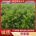 【推荐】优质有籽沃柑苗沃柑杯苗产地大量供应直发，欢迎致电合作