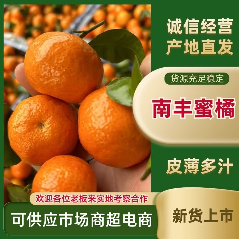 广西桂林市南丰蜜桔，沙糖桔，棉桔，大量上市，供应各种规格