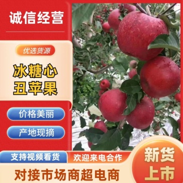 四川冰糖心丑苹果，基地直供，品质保证，欢迎来电洽谈合作
