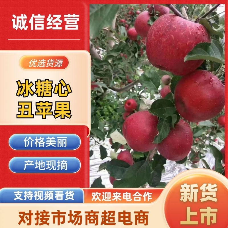 四川冰糖心丑苹果，基地直供，品质保证，欢迎来电洽谈合作