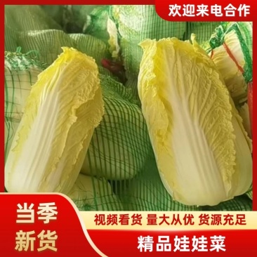【产地发货】精品娃娃菜毛菜，湖北宜城娃娃菜，产地一手货源