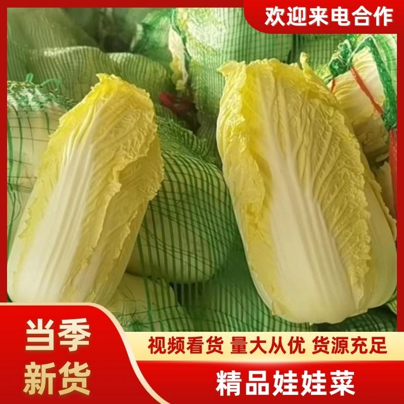【产地发货】精品娃娃菜毛菜，湖北宜城娃娃菜，产地一手货源