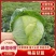 【实力推荐】甘蓝，精品甘蓝大量上市中，货源充足可视频看货