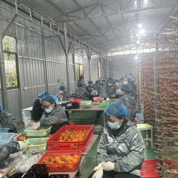 正宗富平柿饼，现货全国供应，软糯爽口！