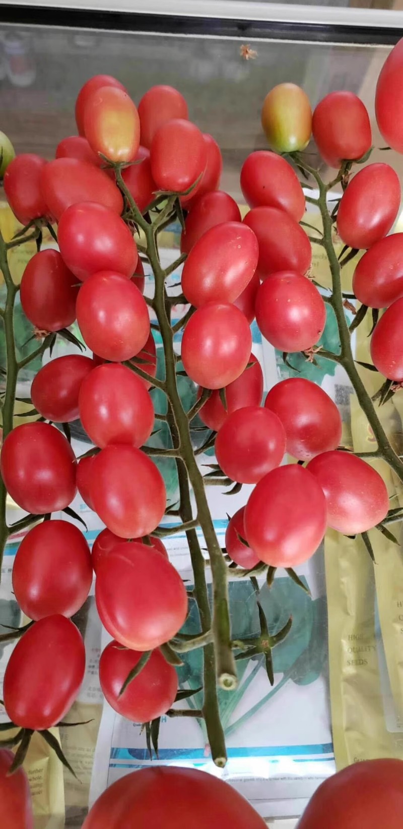 粉贝贝樱桃番茄种子早熟圆果无限生长型耐热耐低温