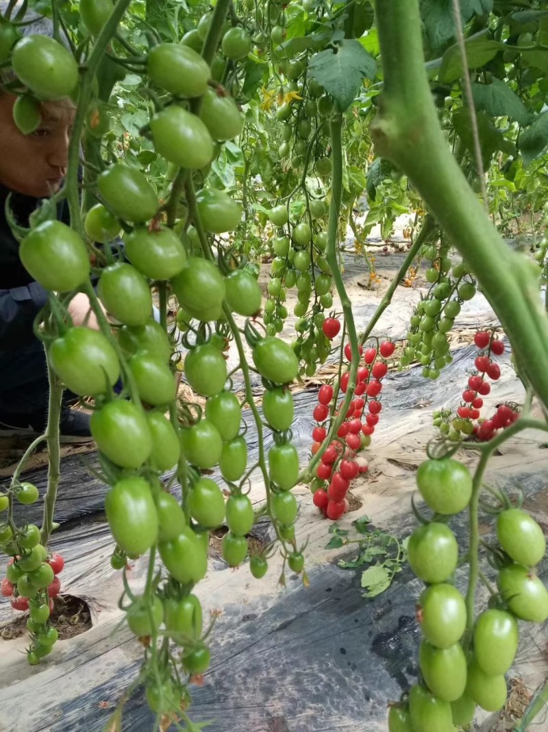 粉贝贝樱桃番茄种子早熟圆果无限生长型耐热耐低温
