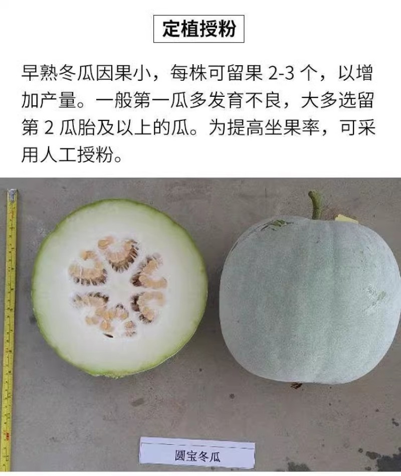 粉皮小冬瓜种子果实圆筒型肉质致密果腔小口感甜脆
