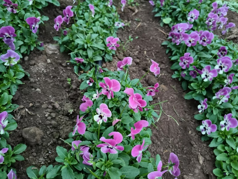【三色角堇】山东角堇三色花食用花可做盘饰对接大酒店餐全年