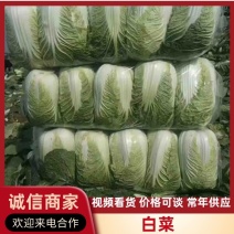 白菜河南基地精品大白菜现摘现发价格优惠对接全国客户