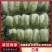 白菜河南基地精品大白菜现摘现发价格优惠对接全国客户