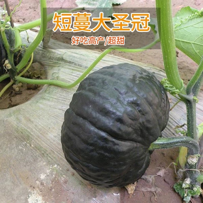 短蔓大黑冠南瓜种子甜面南瓜早熟肉厚桔黄色基地品种
