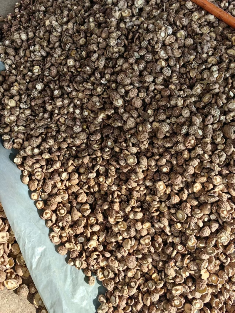干香菇干茶花菇货源充足稳定规格齐全欢迎进店采购量大从优