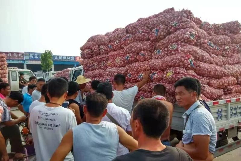 杞县优质大蒜产地直发品质保障量大优惠对接全国市场