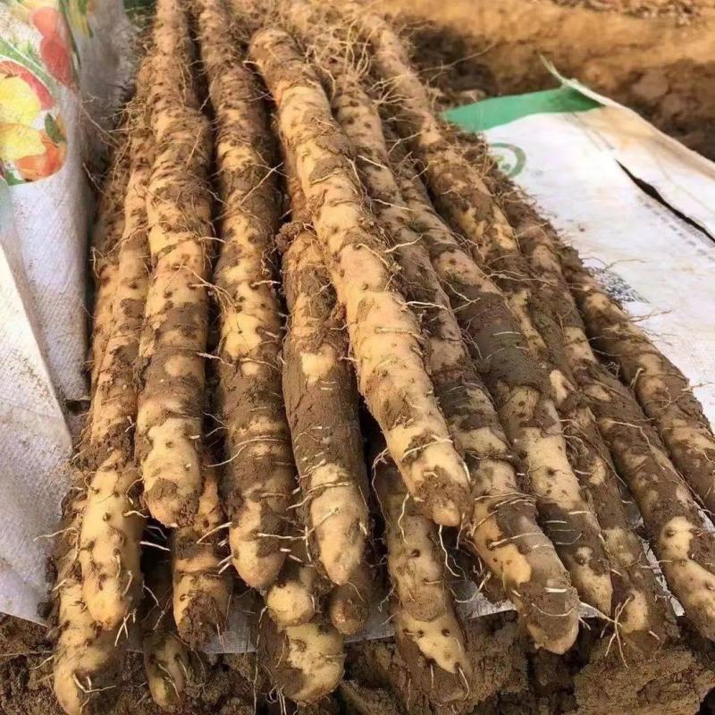 【精选】优选麻山药河南精品山药品种齐全价格便宜，欢迎选购