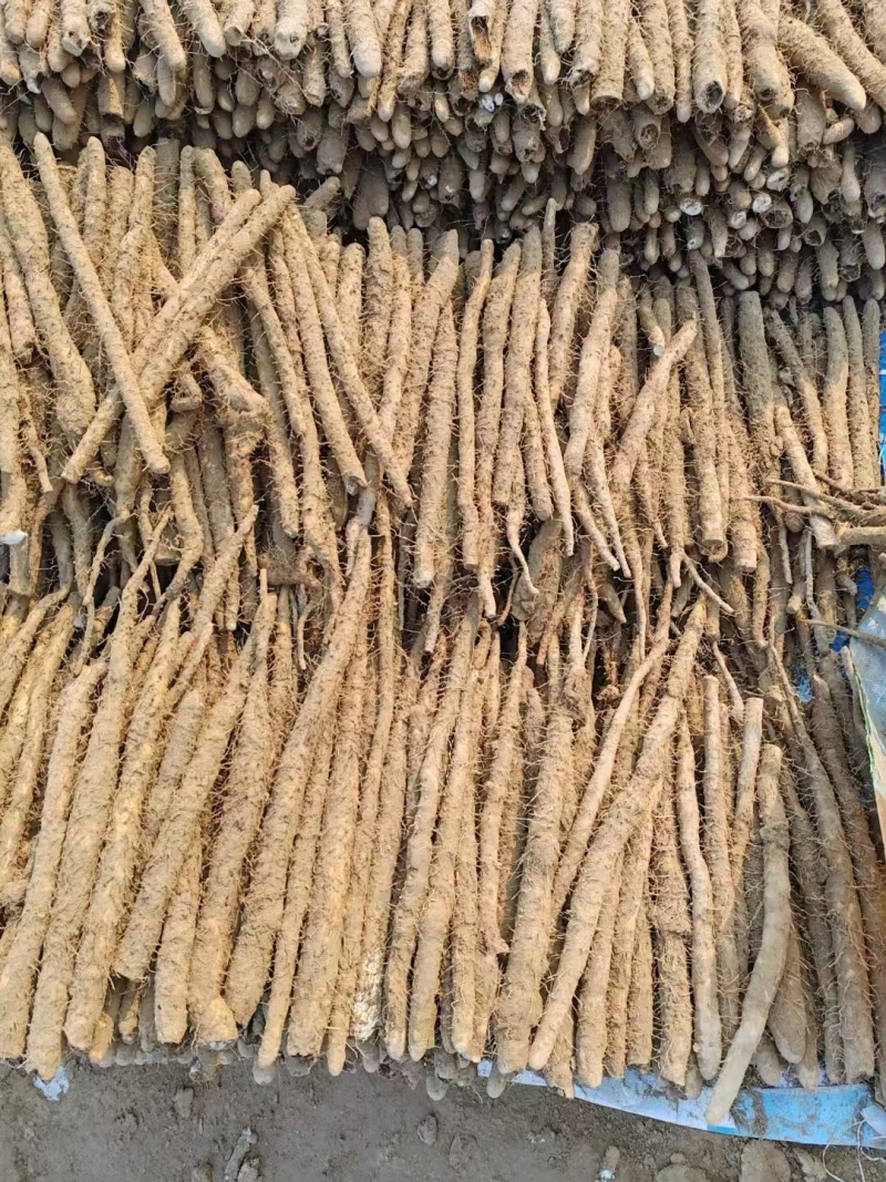 【精选】优选麻山药河南精品山药品种齐全价格便宜，欢迎选购