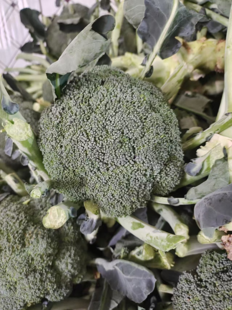 耐寒优秀西兰花产地直销量大从优保质保量
