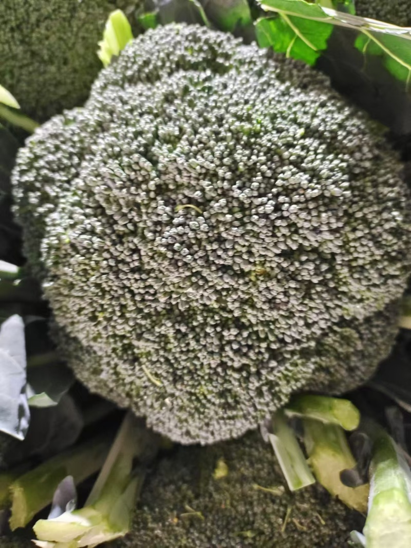 耐寒优秀西兰花产地直销量大从优保质保量