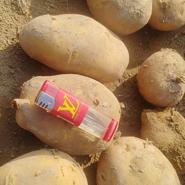 精品土豆陇七土豆量大从优质量保证量大从优欢迎咨询