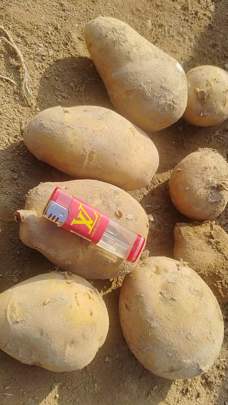精品土豆陇七土豆量大从优质量保证量大从优欢迎咨询