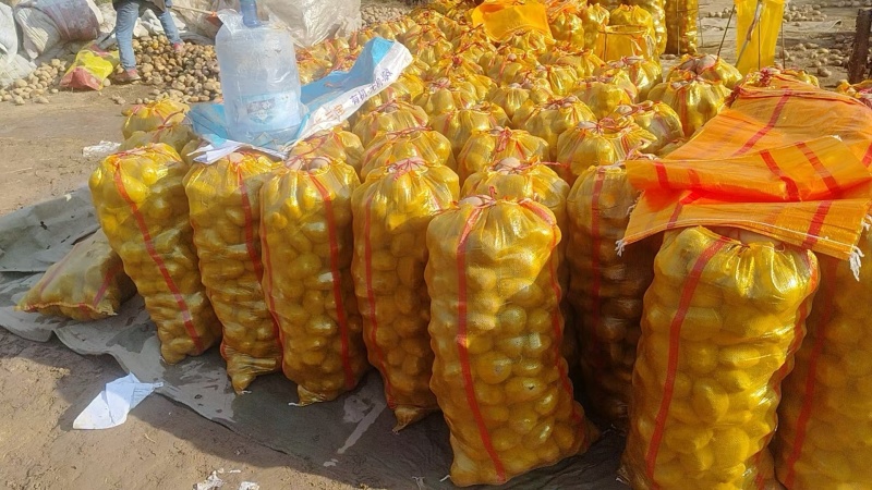 精品土豆陇七土豆量大从优质量保证量大从优欢迎咨询