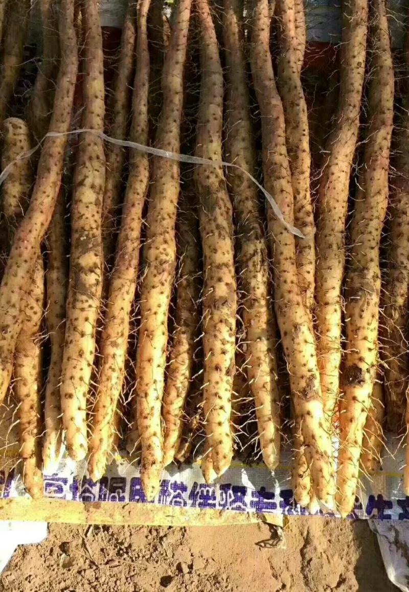 【热卖】河南内黄县小白嘴山药现挖现发保质保量对接商超