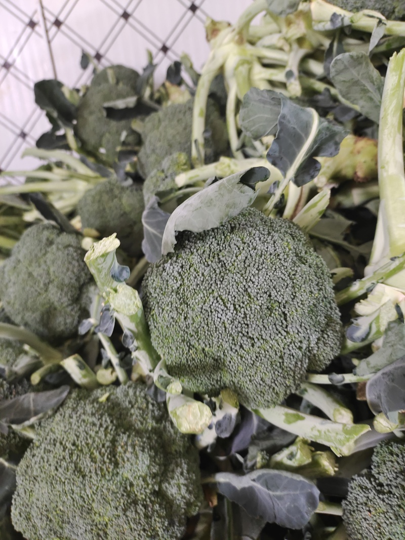 西兰花南阳产区直发保质保量供货发货全国