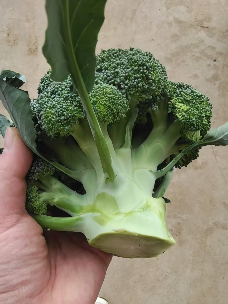 西兰花南阳产区直发保质保量供货发货全国