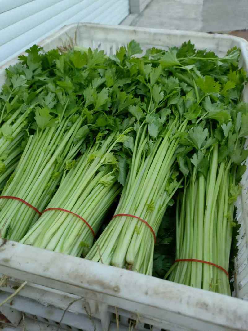 精品芹菜产地直发量大质优可视频看货