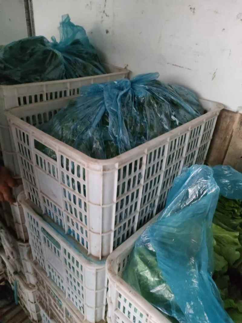 精品芹菜产地直发量大质优可视频看货