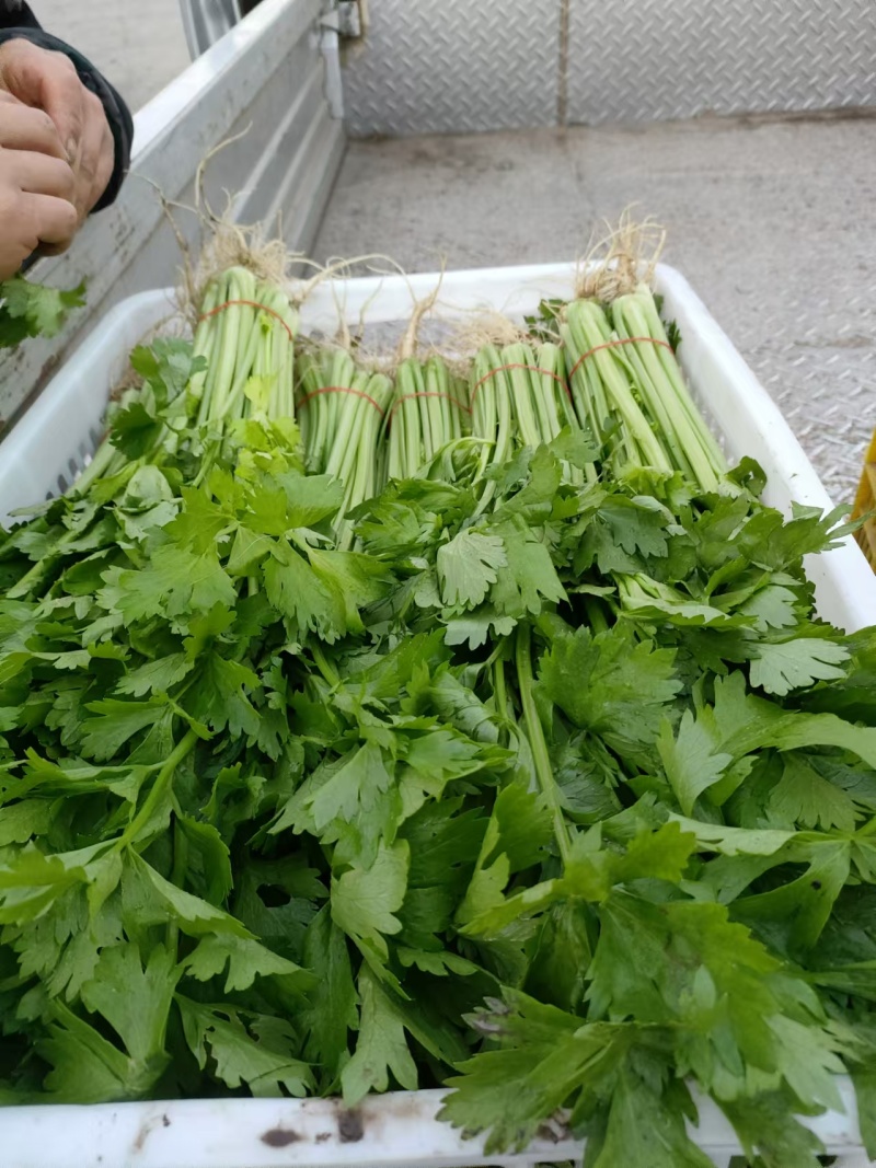 精品芹菜产地直发量大质优可视频看货