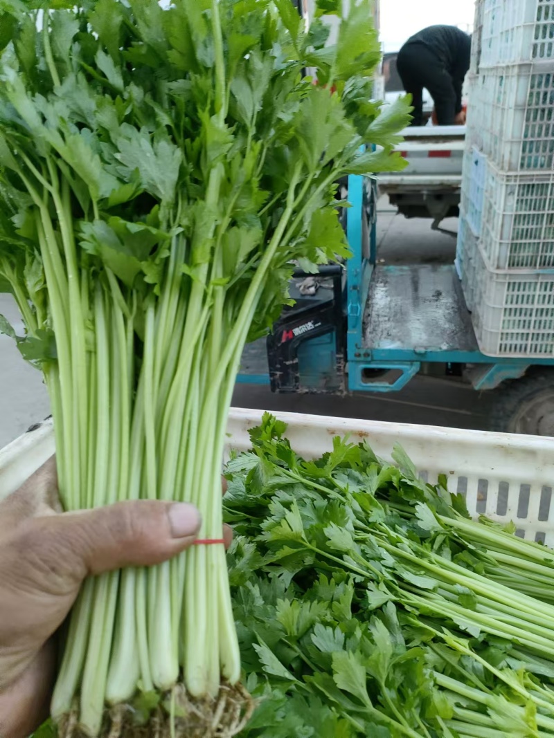 精品芹菜产地直发量大质优可视频看货