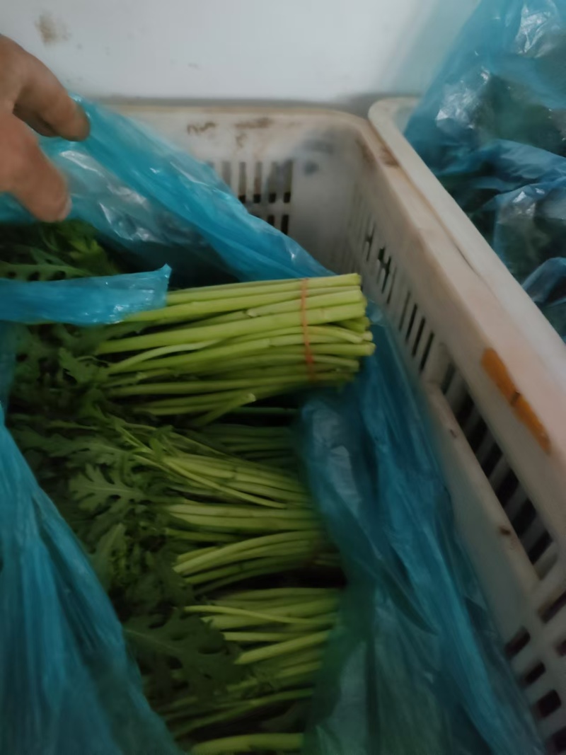 精品芹菜产地直发量大质优可视频看货