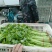 精品芹菜产地直发量大质优可视频看货